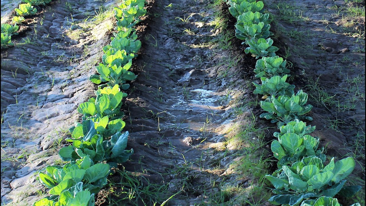 The General Ala'i Agricultural Project at Desert Rose Baha'i Institute