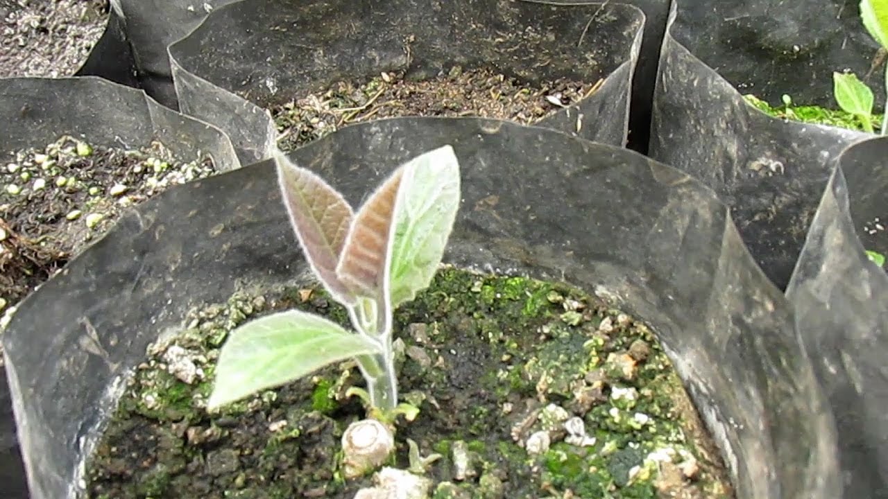 Árbol paulownia tormentosa (Kiri) en Chile Brotando 2023