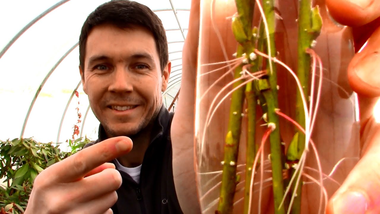 WATER vs. SOIL Plant Propagation | How to Grow a Weeping Willow Tree From Stem Cuttings