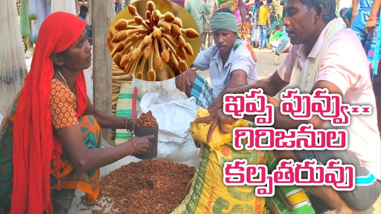 ఇప్ప పువ్వు.. గిరిజనుల కల్పతరువు..||Sagevideos || Sage tv..