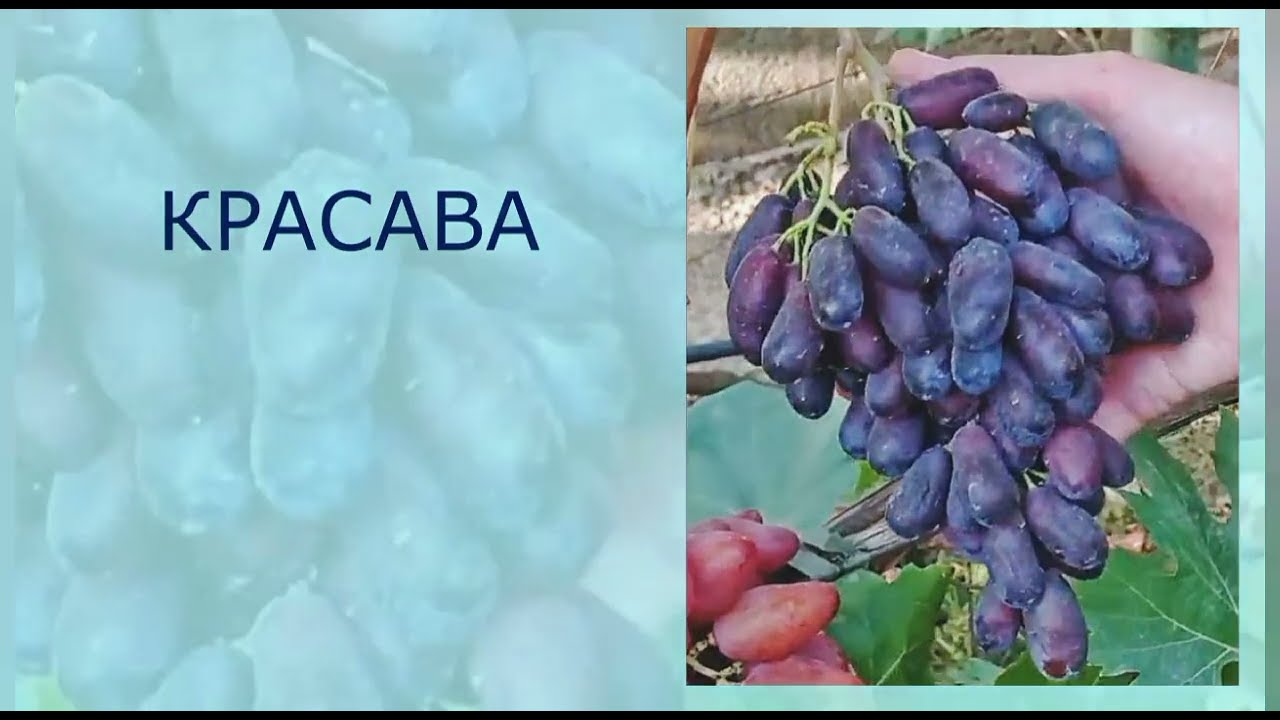 @Красава виноград для Гурманів