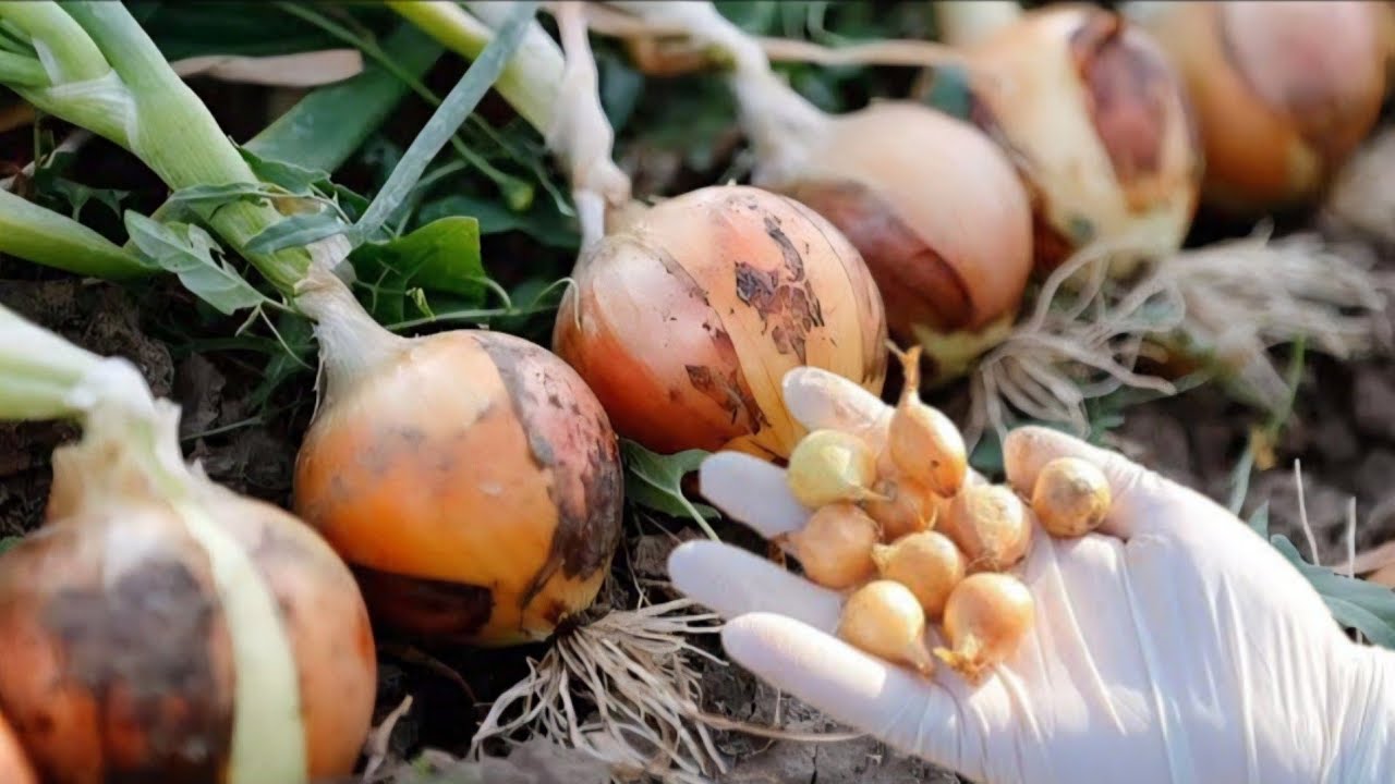 Не допускайте этих ошибок! Как получить луковицы побольше?