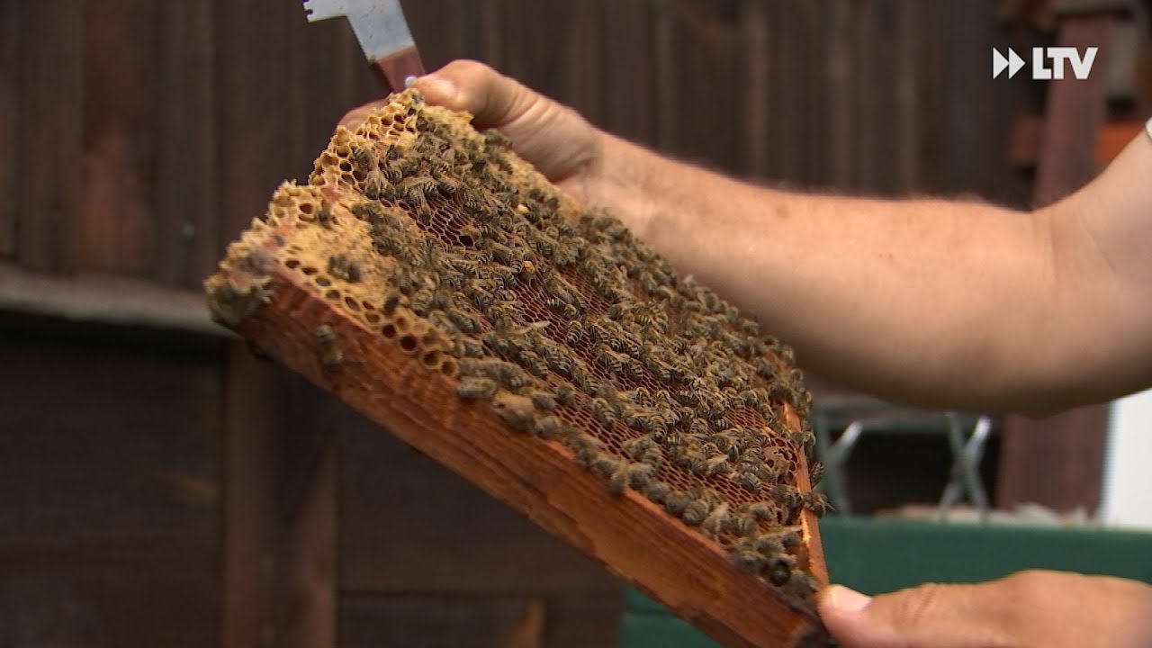 Bienenkönig Reinhard Schultke - per Zufall Imker