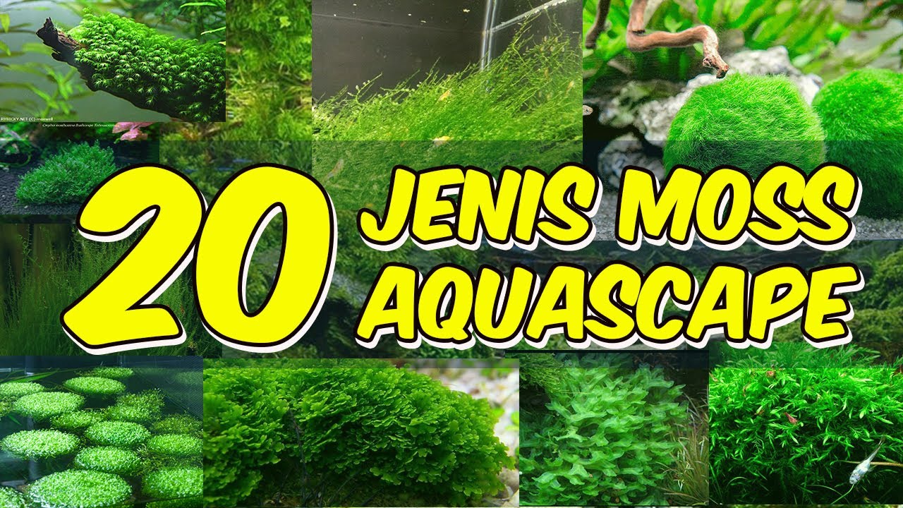 20 Jenis Moss Aquascape 😀👍