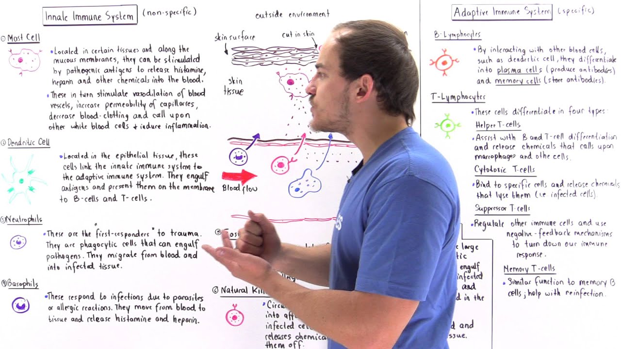 Innate and Adaptive Immune Systems