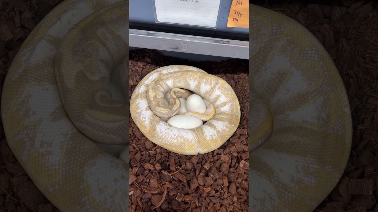 Super Banana Calico Yellowbelly Ball Python laying eggs! #ballpython #ballpythonbreeder