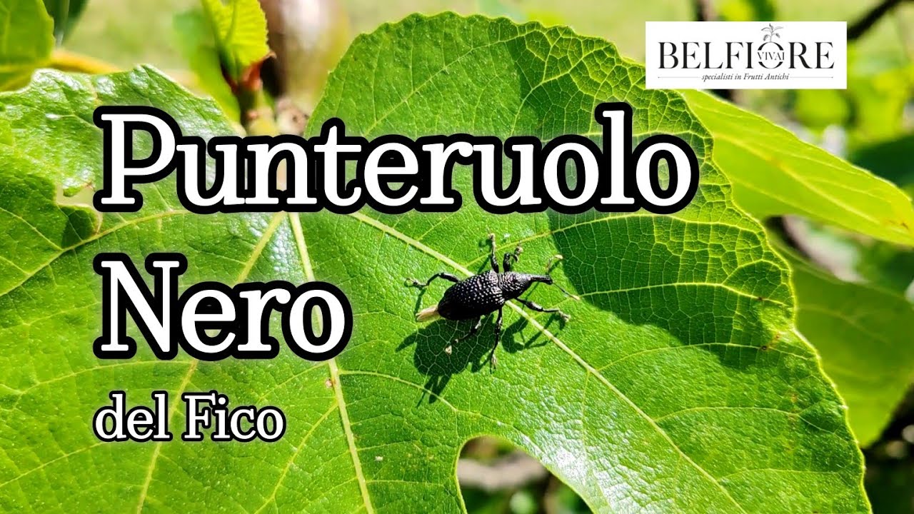 Il Punteruolo Nero del Fico: monitoraggio, controllo e lotta
