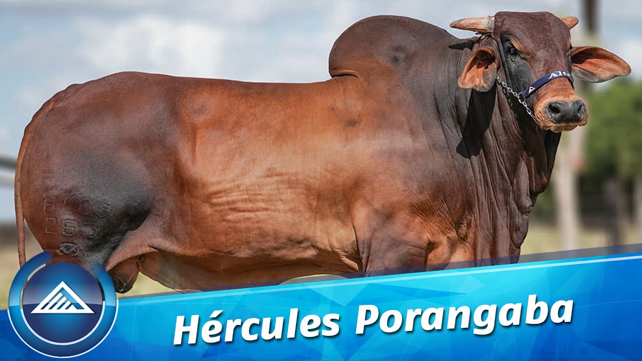 Hércules Porangaba
