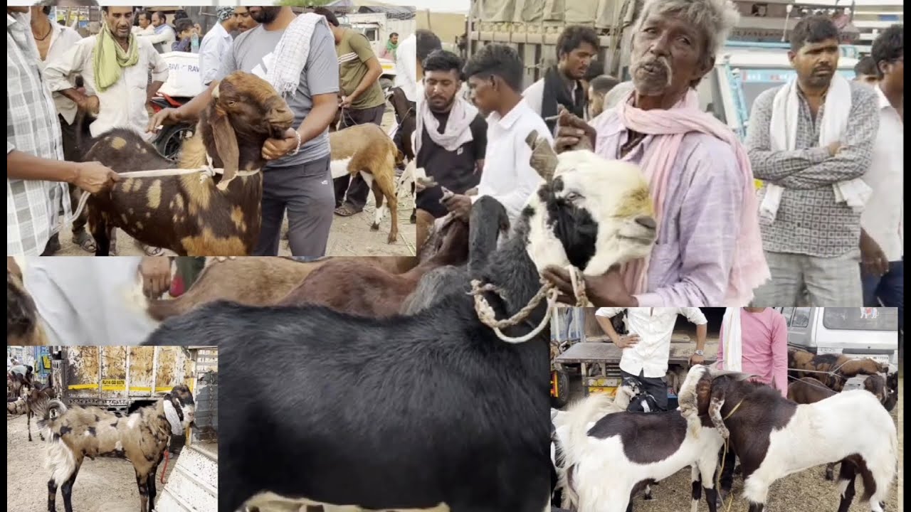 Rajasthan bakra mandi Tonk goat market live updet cover with  12th June 2024