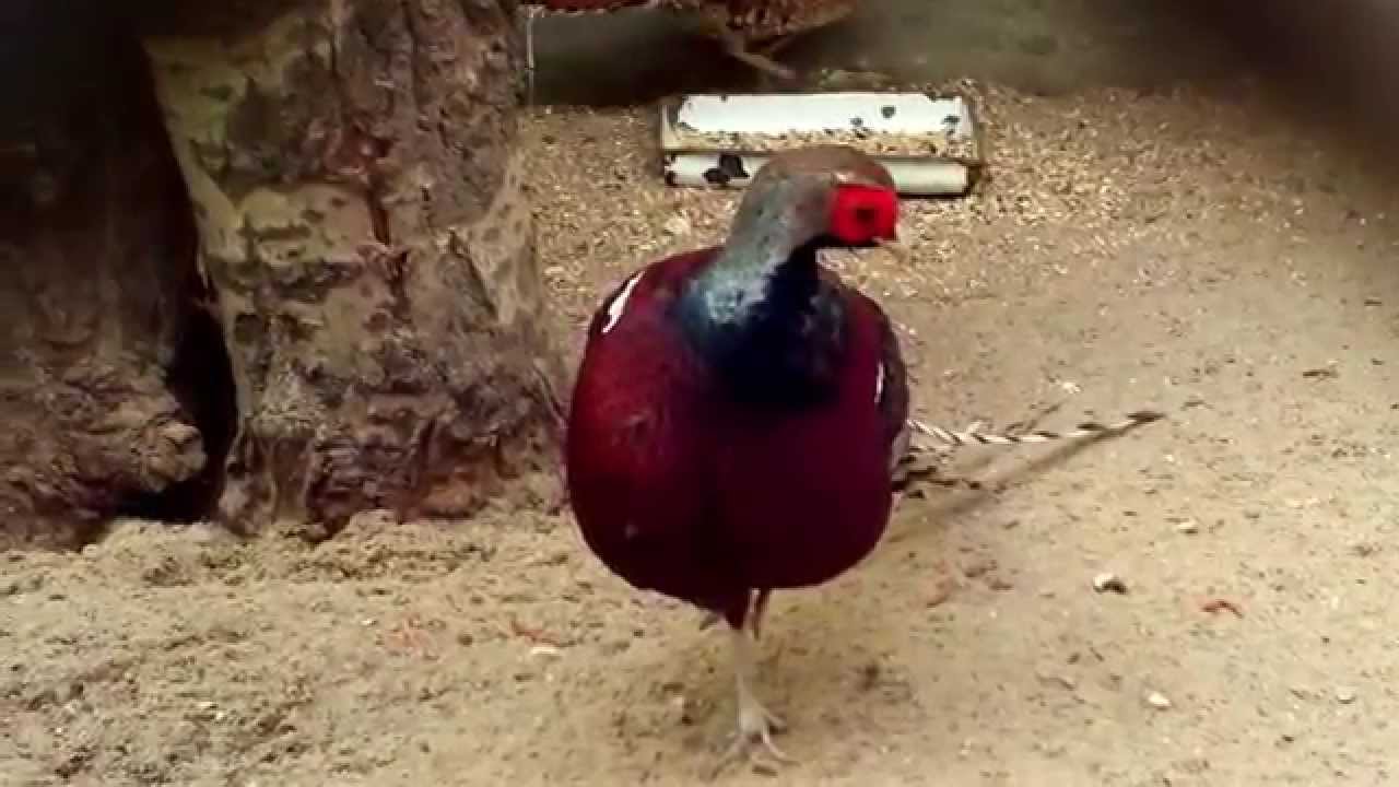 Birds - Bażanty świata - Fasane - Pheasants