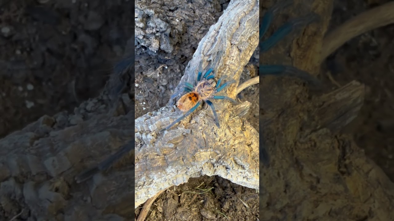 Chromatopelma cyaneopubescens &ndash; najpiękniejszy ptasznik świata? 😍🕷️
