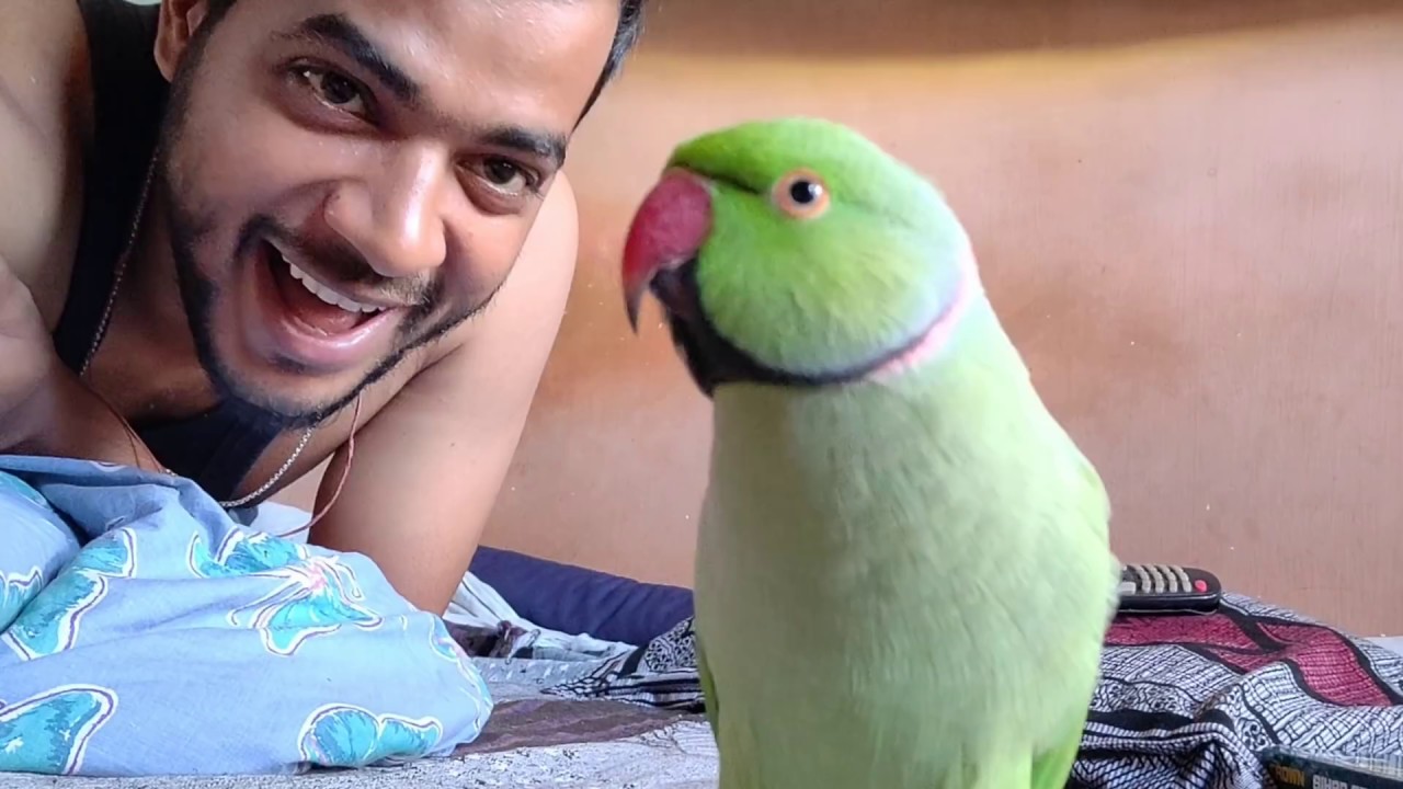 Talking parrot I break everything 😂😂👉👍👍