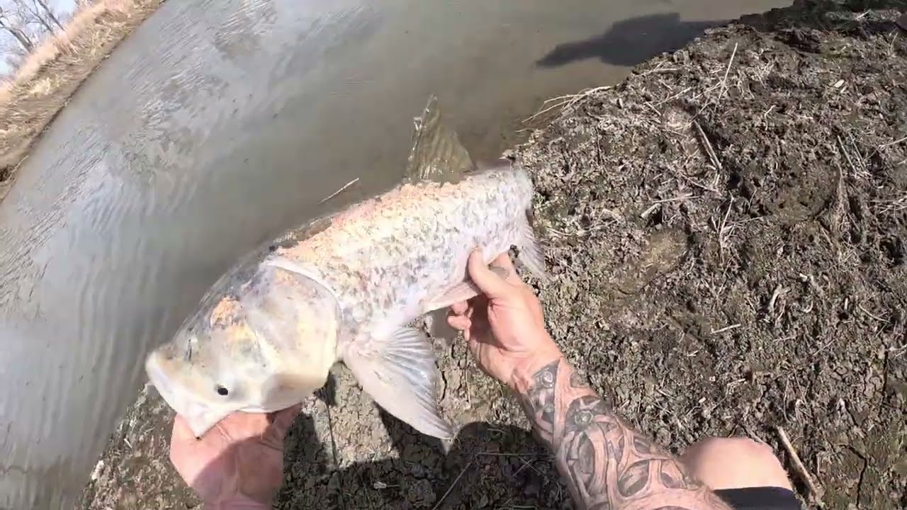 snagging carp (fur shed update)