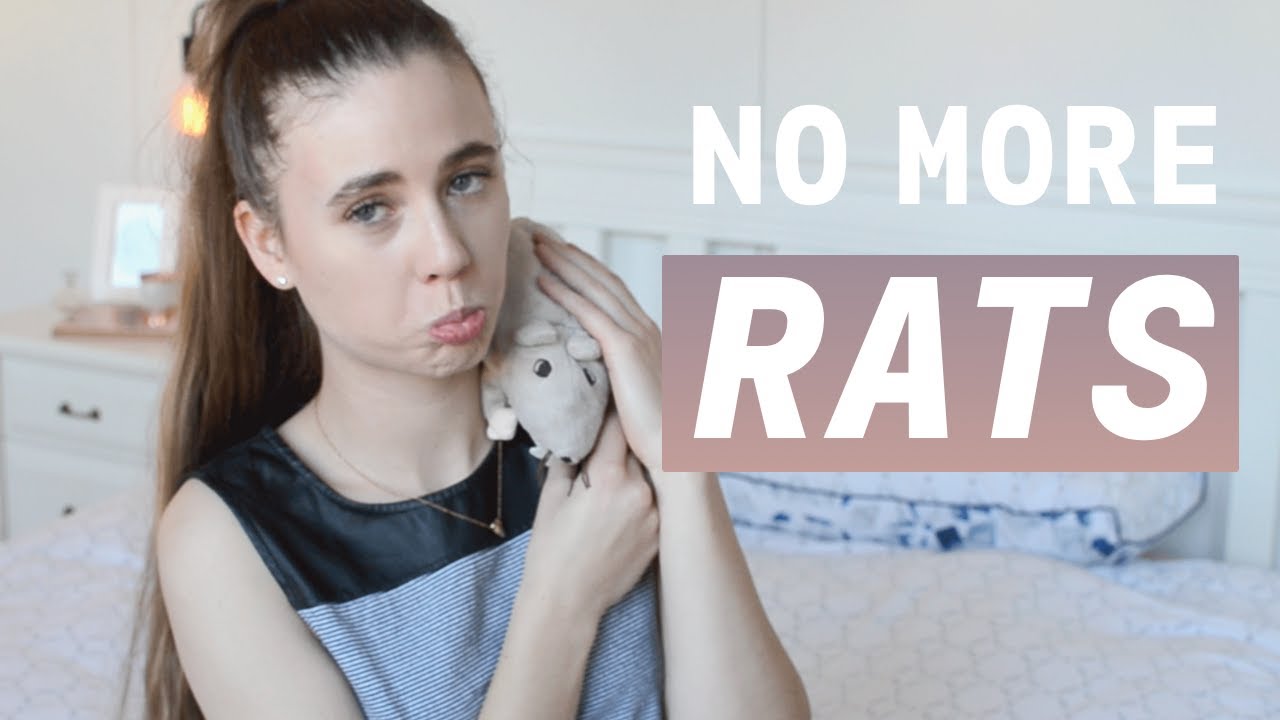 Why I Won't Get More Pet Rats