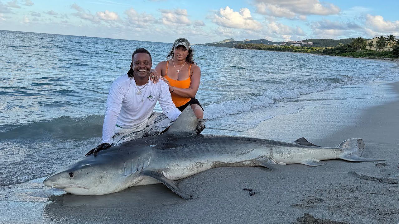 Local fisherman and his wife catch massive tiger shark from beaches of St Croix, USVI