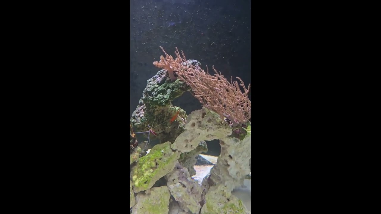 300 gallon marine aquarium 2026
