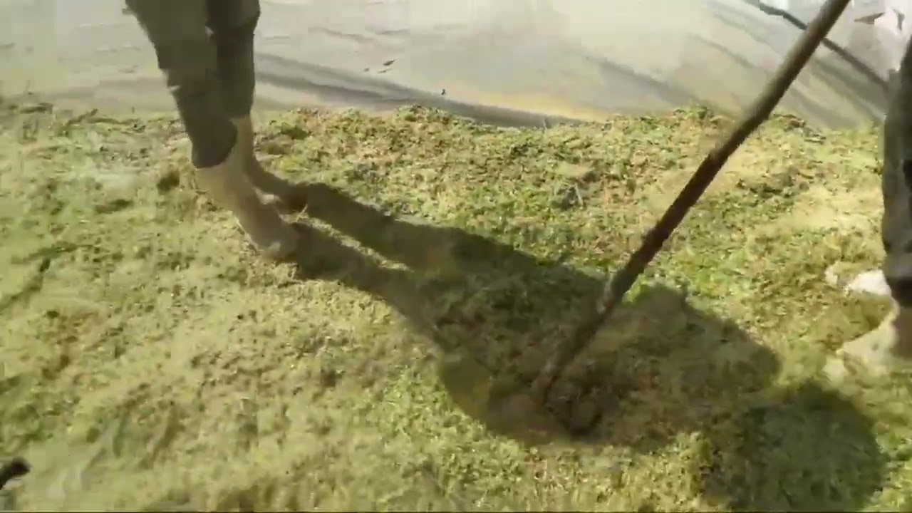Silagem de Capiaçu cortada com 94 dias