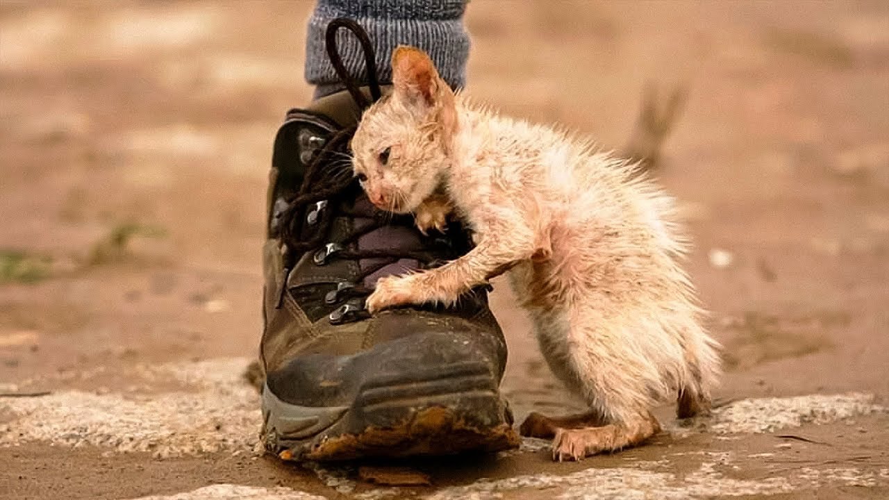Poor Animals Asked People For Help | V.01