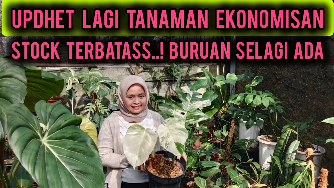 UPDHET LAGI TANAMAN EKONOMISAN‼️STOCK TERBATAS BURUAN SELAGI ADA⁉️