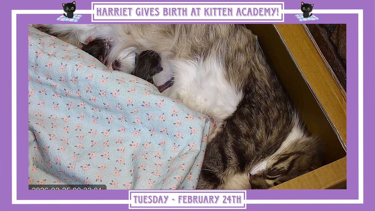 Harriet Gives Birth at Kitten Academy! - Tuesday February 24th.