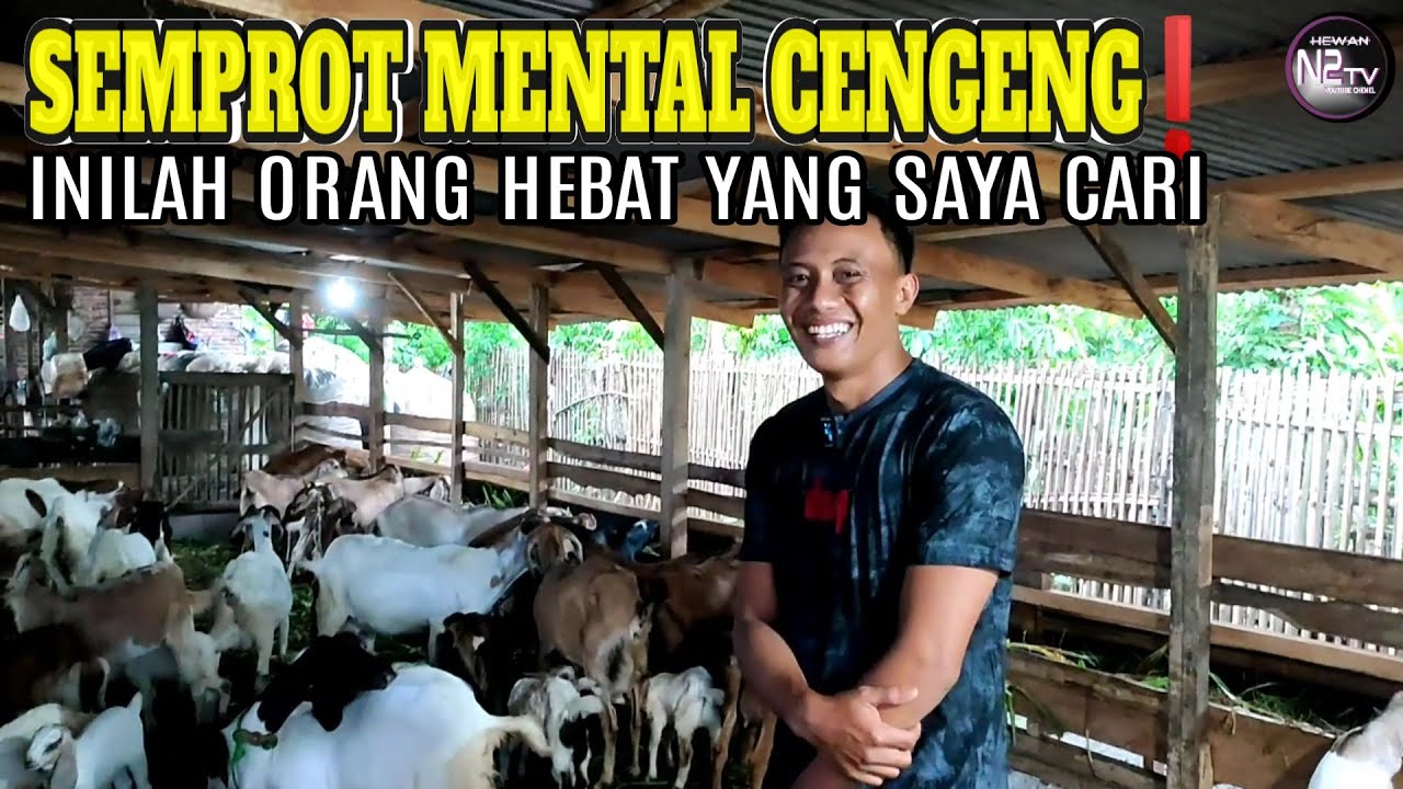 WOW... 200 EKOR. Cuma Dari 40 Indukan. Bikin CENGENG yang Pemalas Ternak Kambing