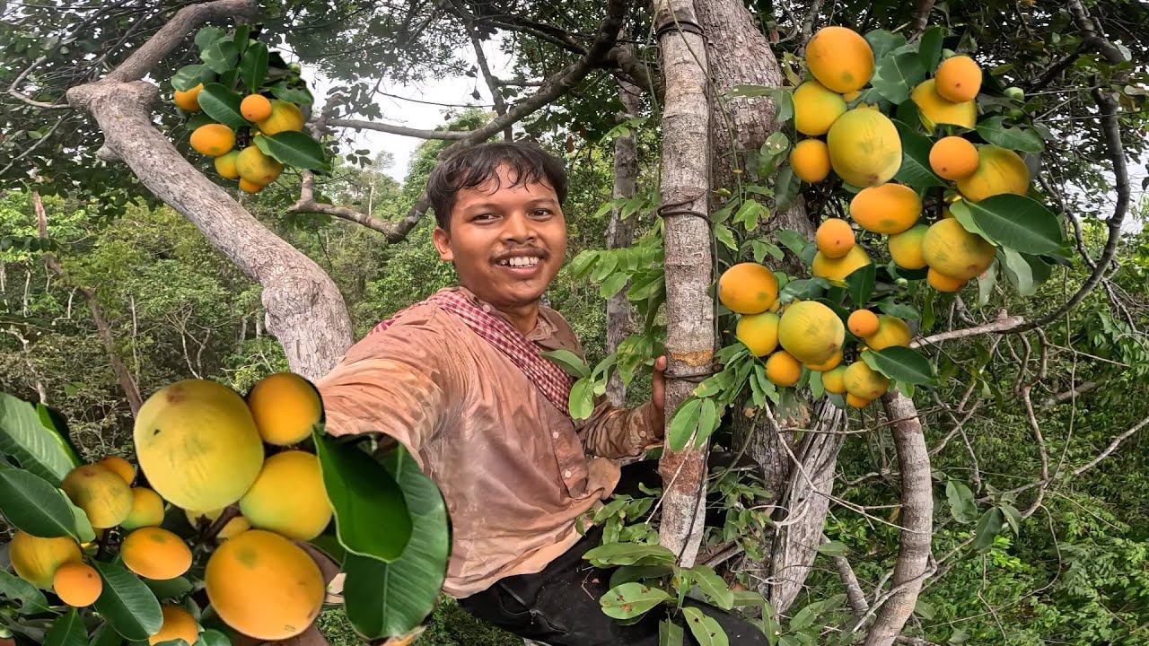 ដំណើរទៅបេះផ្លែគុយ ផ្លែឈើព្រៃកម្រ Ride to find kui fruit in the forest, A rare wild fruit in Cambodia