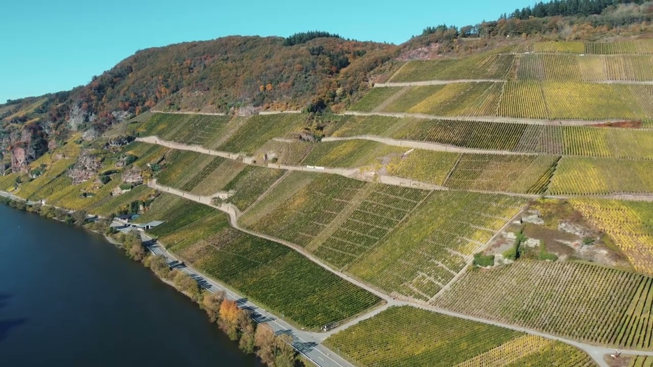 Weingut Schwaab und Sohn   Erden an der Mosel   Traubenlese im Erdener Treppchen