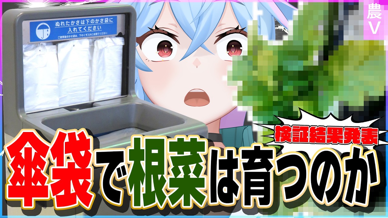 畑がなくてもで大根を！？　傘袋で栽培してみた結果編！