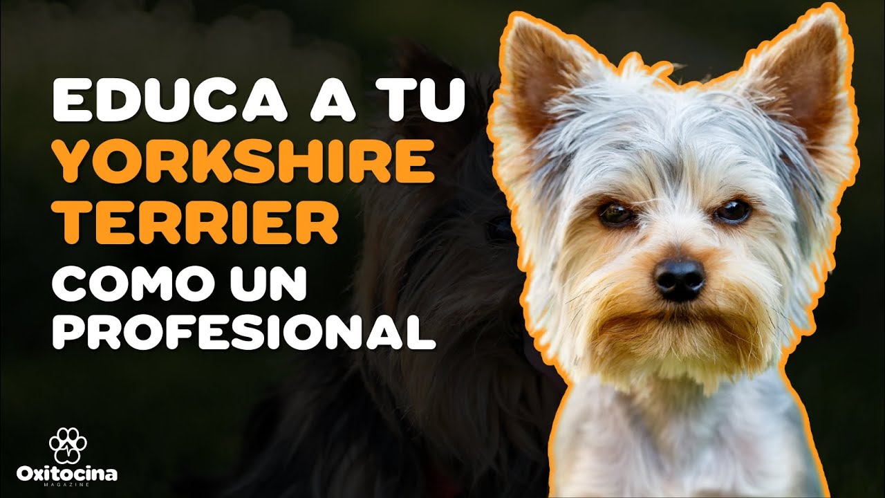 7 CONSEJOS PARA EDUCAR A TU YORKSHIRE TERRIER