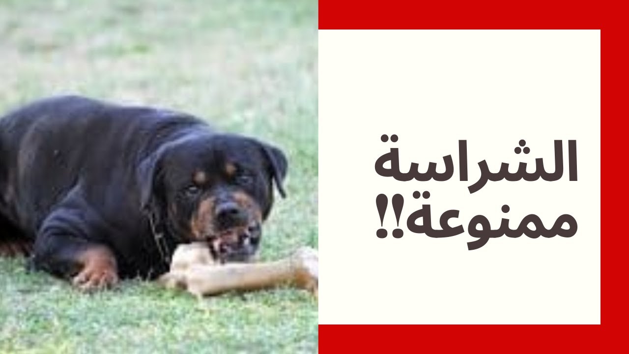 الأسباب الأهم لضرورة منع شراسة الكلاب وقت الأكل و اللعب  (حراسة الموارد)
