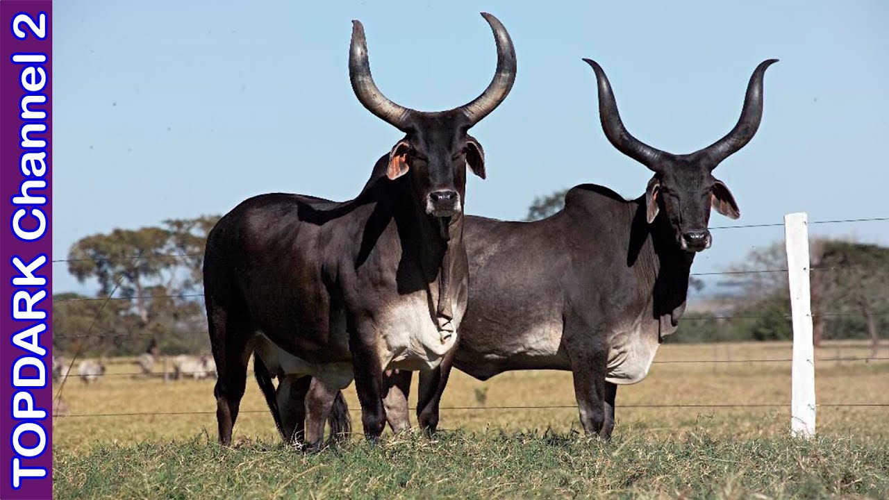 10 Razas de toros mas increíbles del mundo