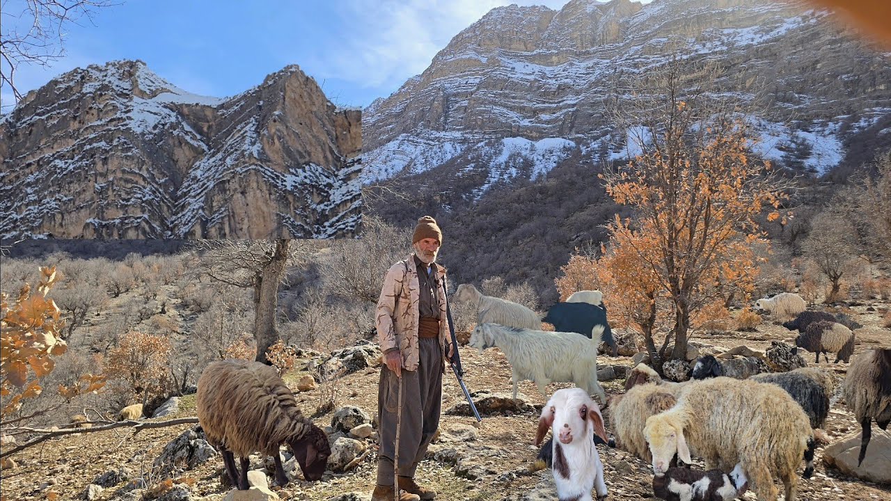 🐐Nomadic life: Jahangir and adventure in the snow-capped mountains to graze sheep