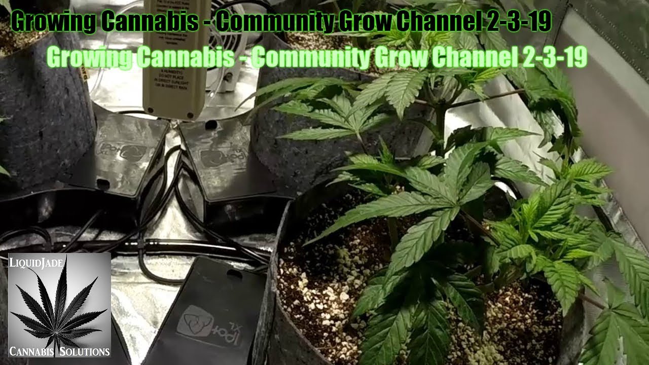 Growing Cannabis  - Community Grow Channel 2-3-19