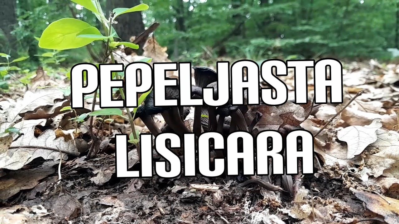 PEPELJASTA LISICARA-razlika u odnosu na CRNU TRUBU! Sampinjoni, lisicare i rusule!