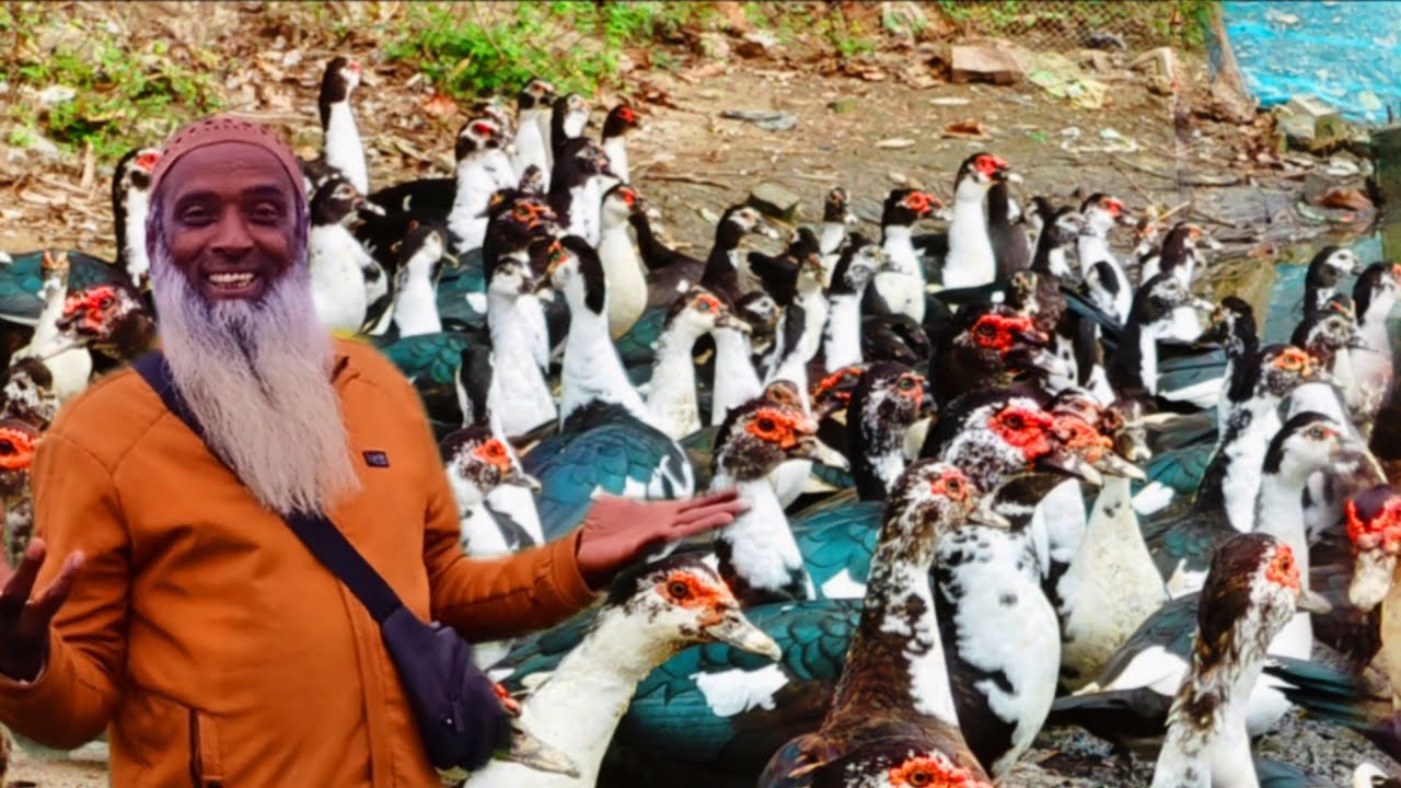 ভ্যাকসিন কি ? কেন দিতে হয় হাঁস কে।  Duck vaccination schedule.