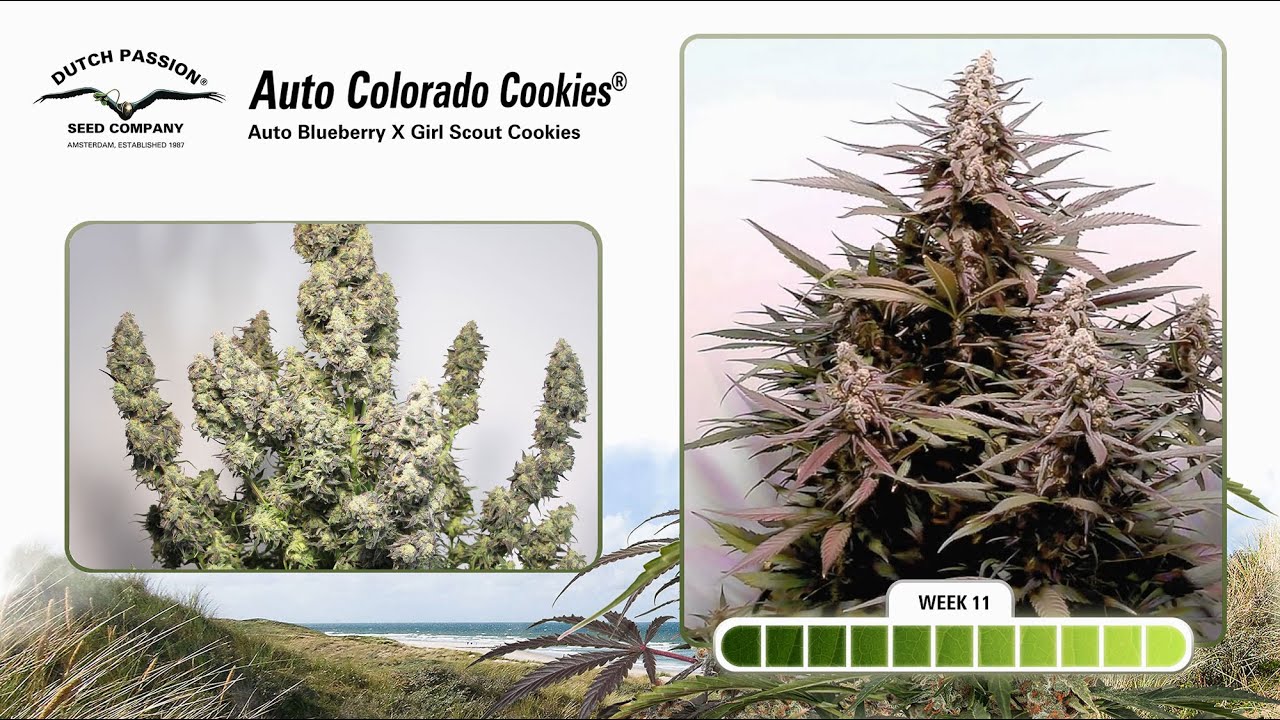 Auto Colorado Cookies - Timelapse of Growing Cannabis