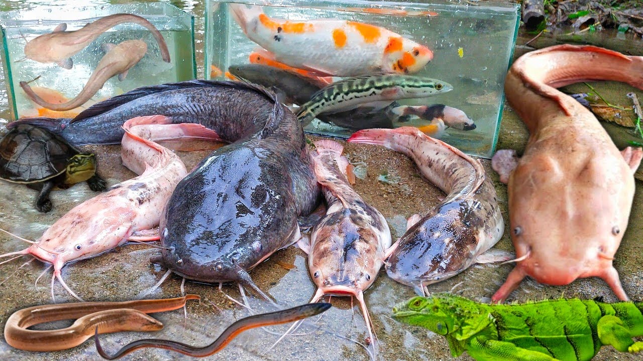 Wow Menangkap Ikan Lele Albino Dalam Lubang, Lele Raksasa, Ikan Hias, Ikan Gabus, Ikan Toman, Belut
