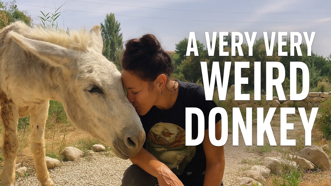 LOOK at this VERY weird donkey