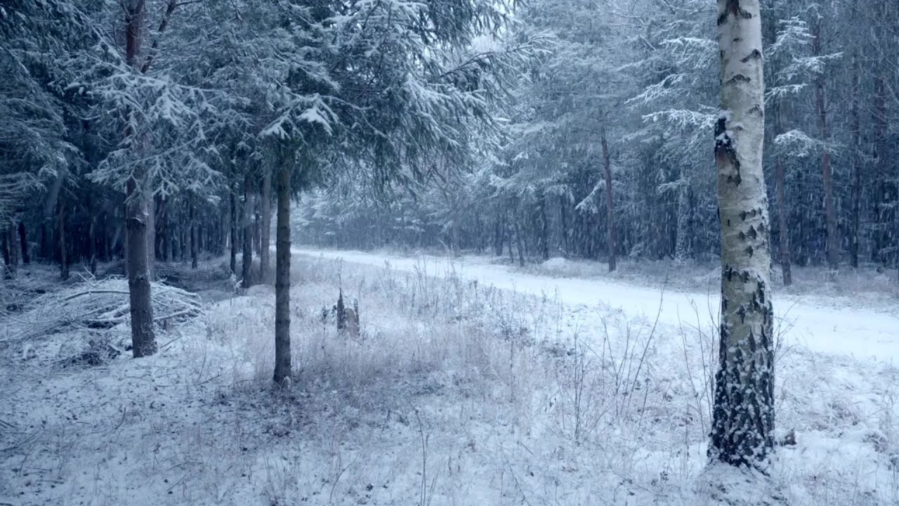 1 Hour Quiet Snowy Forest | Real Winter Nature Sounds for Relaxation, Sleep & Focus