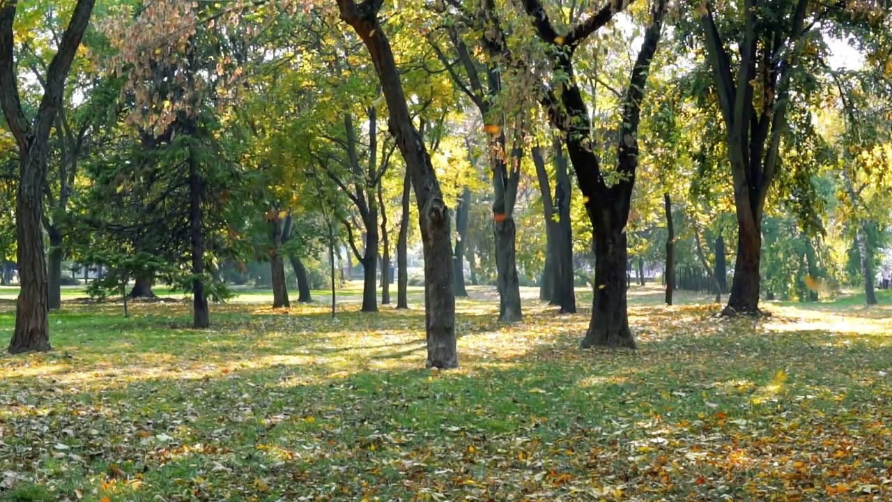 Beautiful instrumental relaxing music by Jan Baars Artlist | Autumm in Paris