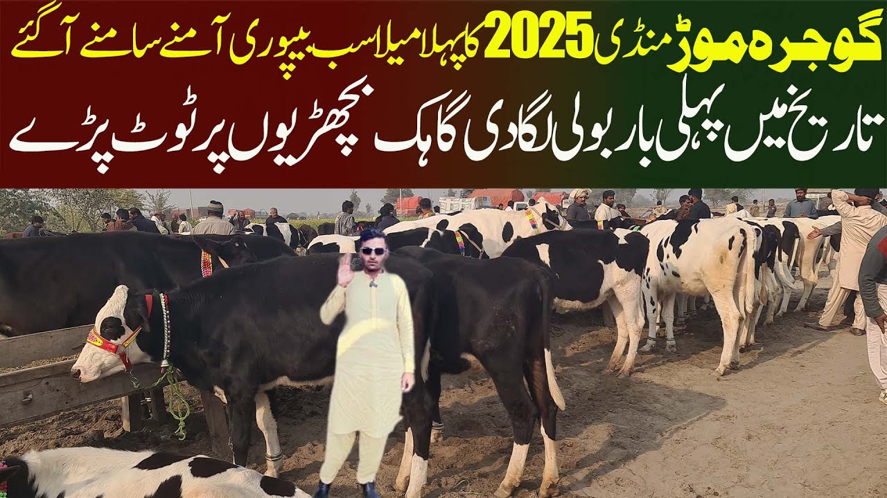 Gojra Mor Mandi 2025 ￼ Cholistani Sahiwal Jersey Friesian Australian Girlando Heifers- Malumor Mandi