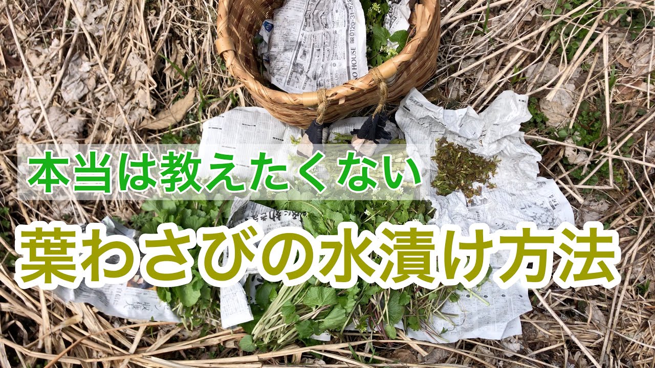 本当は教えたくない！葉わさびの水漬け方法