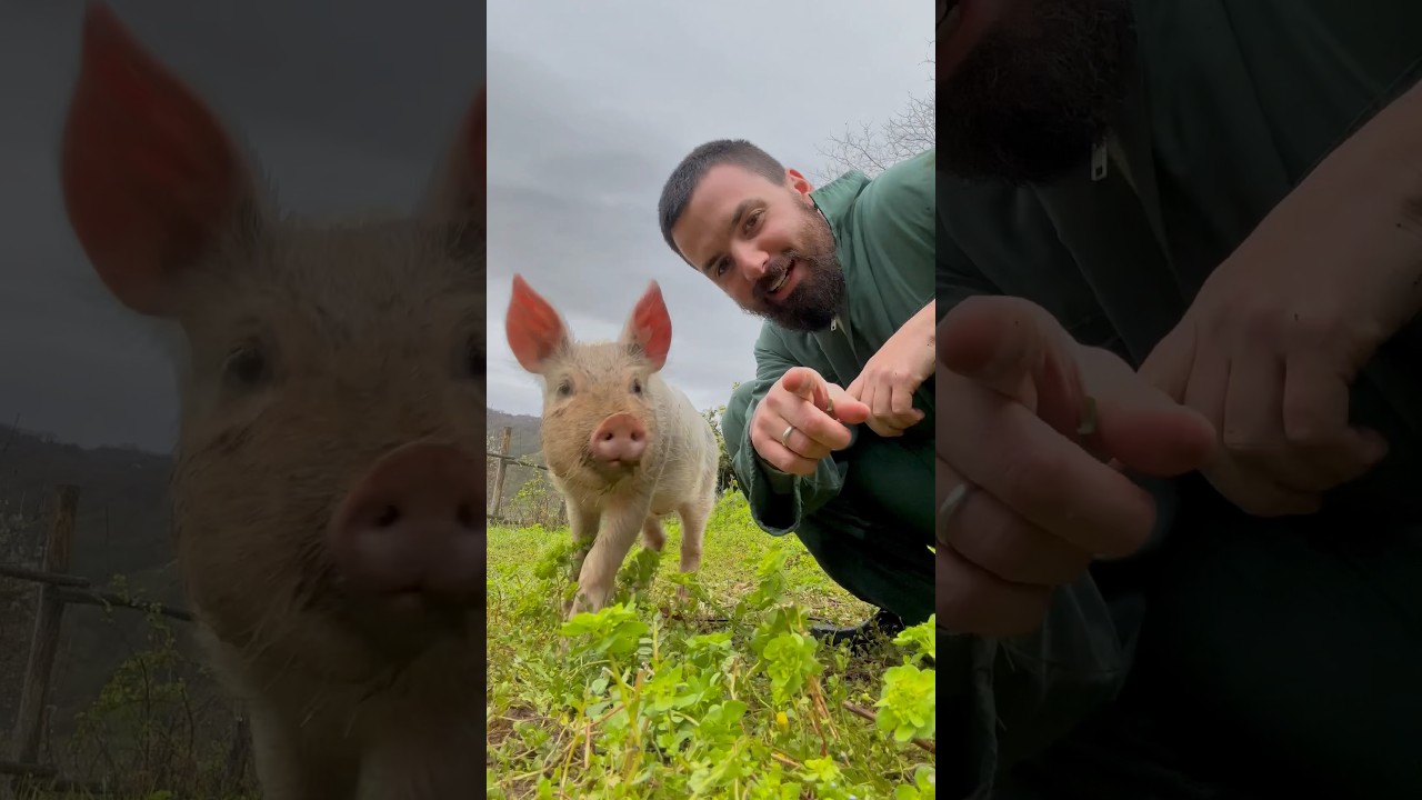 Sempre lo stesso finale 😂❤️🐷 #maialino #charleyeanna #maiale #animali #pig #rifugio