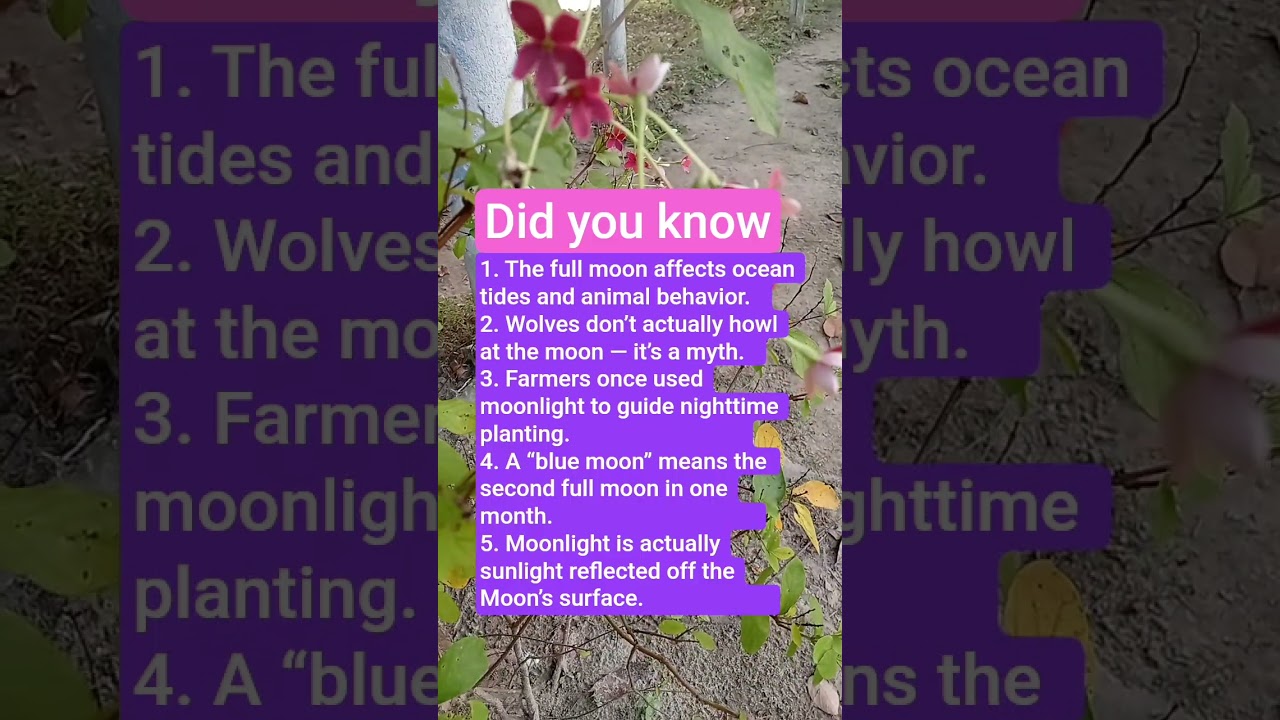 🌕 The Magic of the Full Moon: Nature’s Silver Lantern
