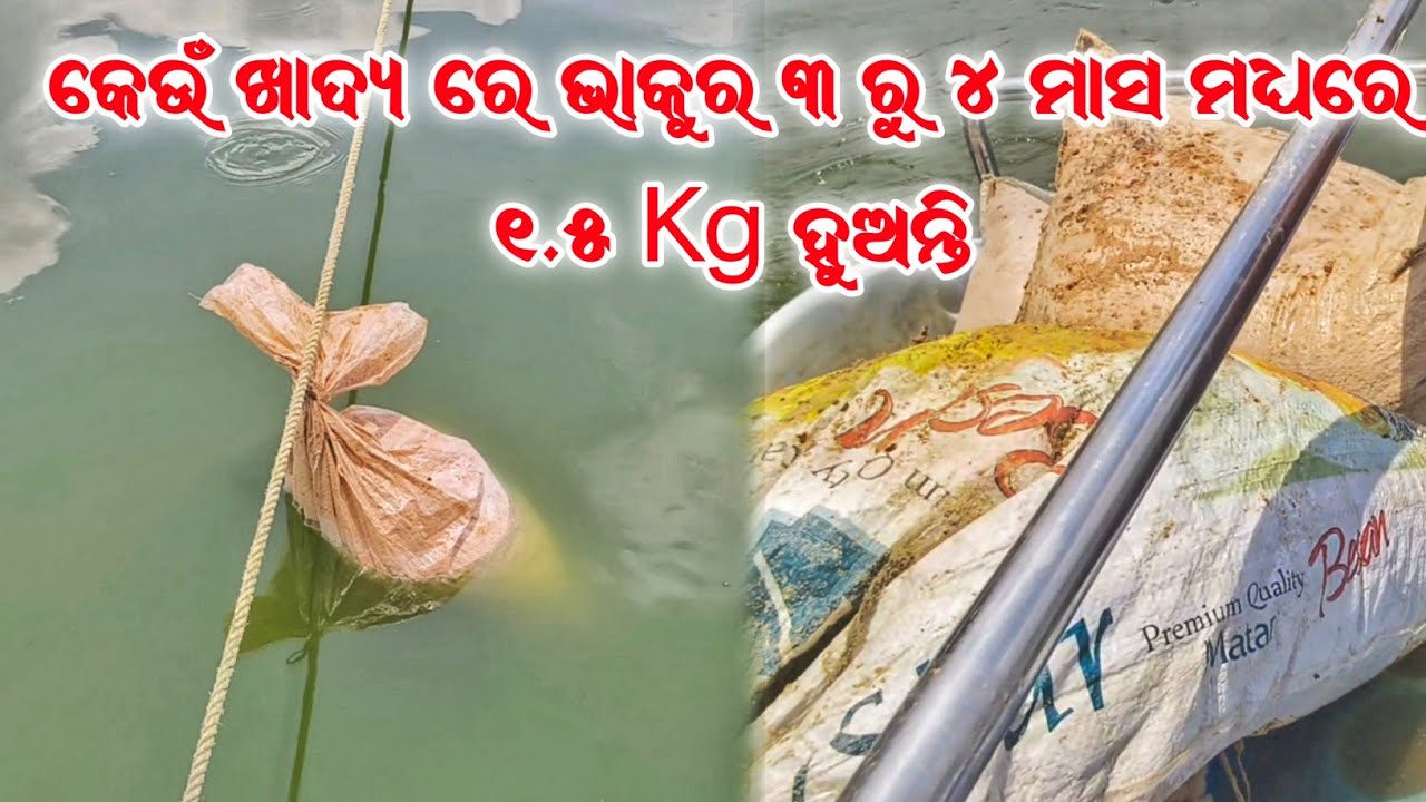 ମାଛ ମାନଙ୍କର ପ୍ରିୟ ବୁଡ଼ା ଖାଦ୍ୟ || Best Seeking Feed For IMC || @DibyajotiSingh