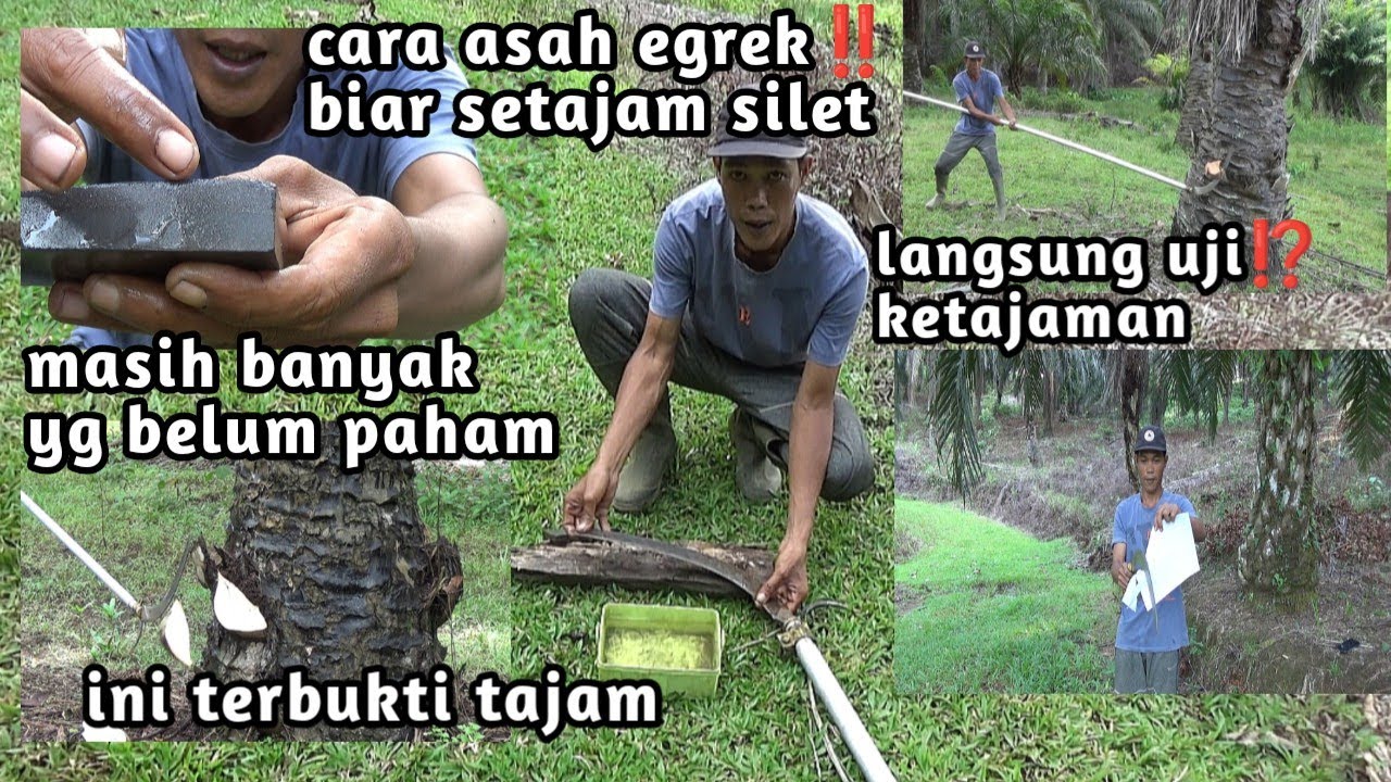 cara asah egrek biar setajam silet//cara asah egrek yg benar.#petanisawit