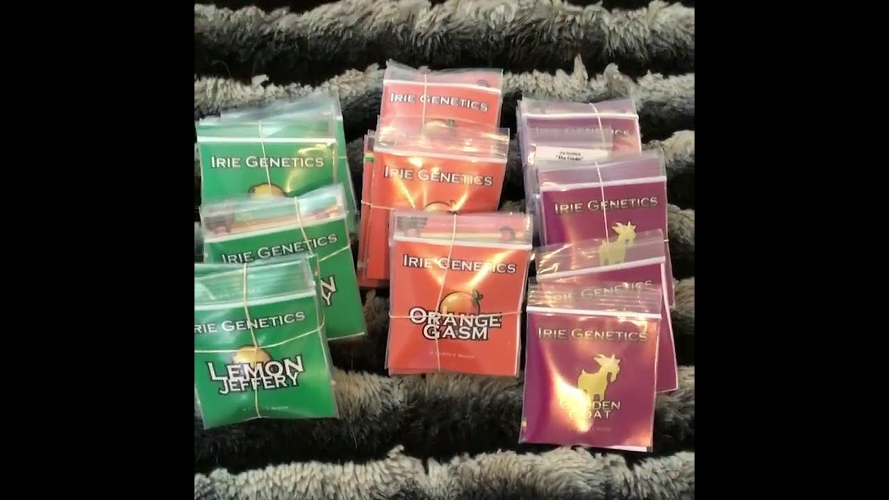 Irie Genetics Restock