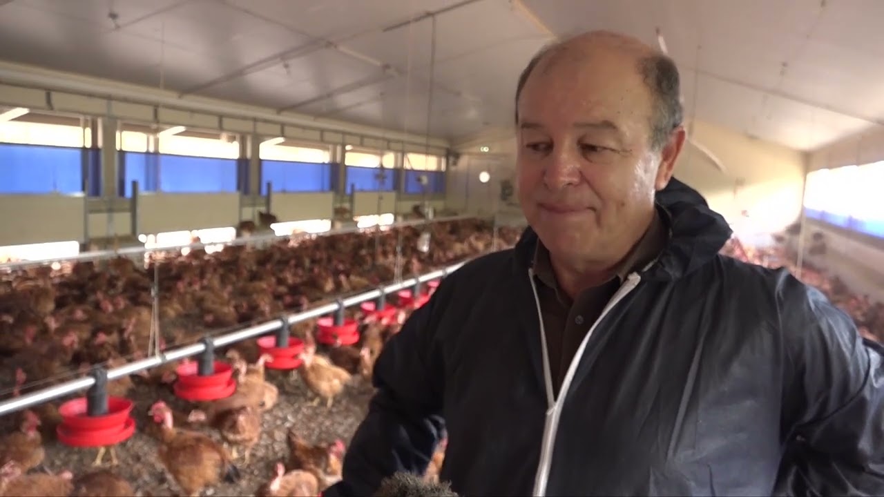 Des poulets fermiers Bio