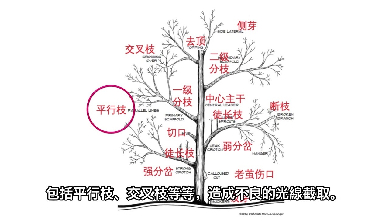 吳論如何 70_枝條結構和養分生產及分配: 以蘋果樹為例