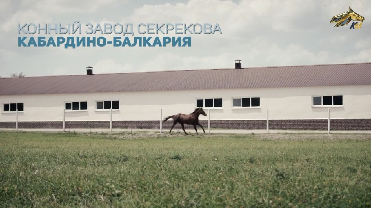 PRO_Лошадей. Кул Ковбой. 11 июля 2021 года. 18:55